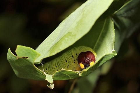 Silver-spotted skipper hiding in a black locust leaf at Montour Preserve  Epargyreus clarus,Fall,Geotagged,Silver-spotted Skipper,United States
