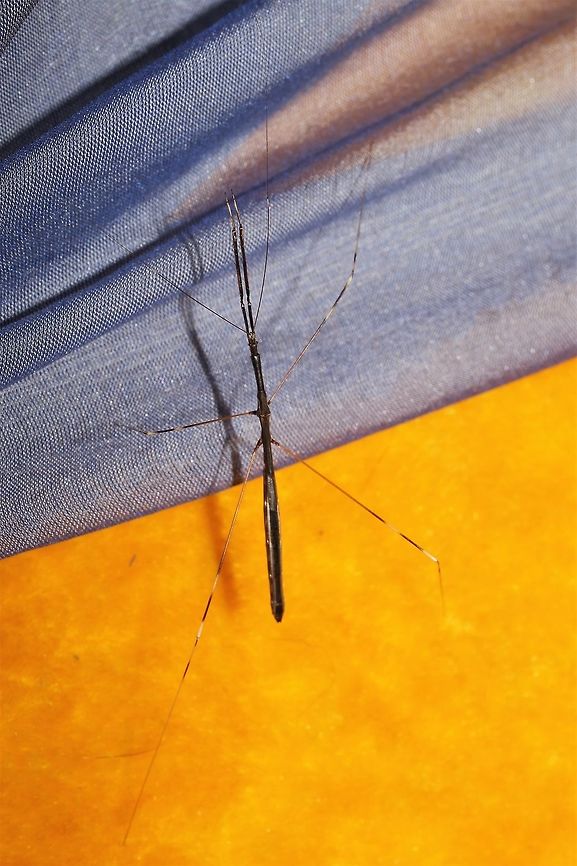 Thread-legged bug relaxing on my ottoman I had a hard time getting a sharp photo, but at least the face is in focus. Emesaya brevipennis,Geotagged,Summer,United States