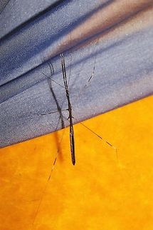 Thread-legged bug relaxing on my ottoman I had a hard time getting a sharp photo, but at least the face is in focus. Emesaya brevipennis,Geotagged,Summer,United States