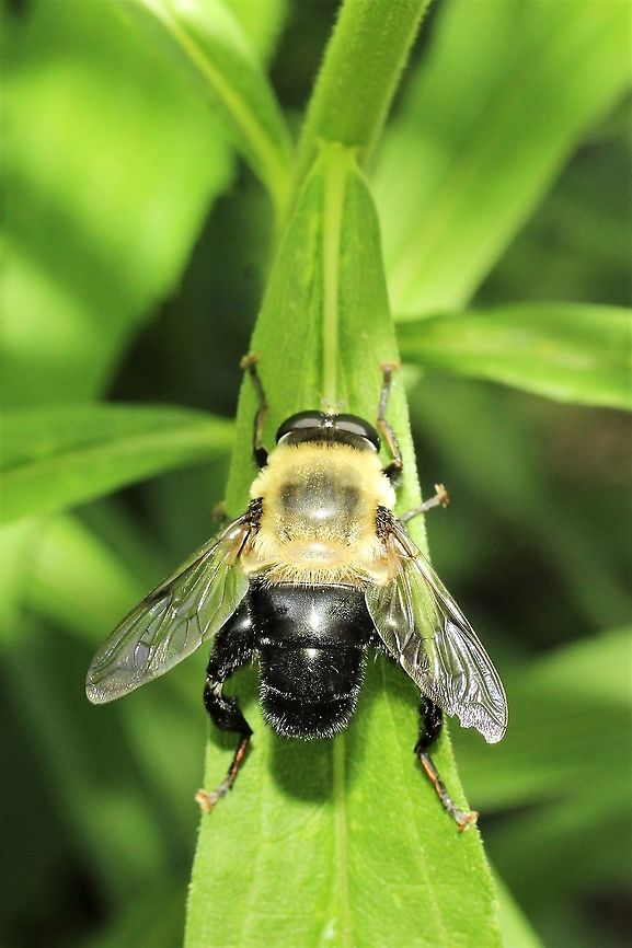 Mallota bautias A very cute bee mimic! Geotagged,Mallota bautias,Spring,United States