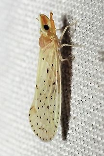 Otiocerus abbotii  Derbidae,Geotagged,Otiocerus abbotii,Summer,United States