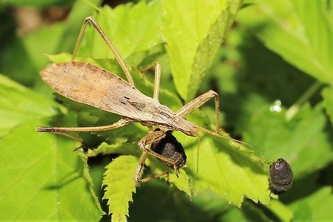 Stenopoda spinulosa, brachypterous adult female If anyone knows what those black larvae are, I'm very curious!! Leaf beetles? Geotagged,Stenopoda spinulosa,Summer,United States