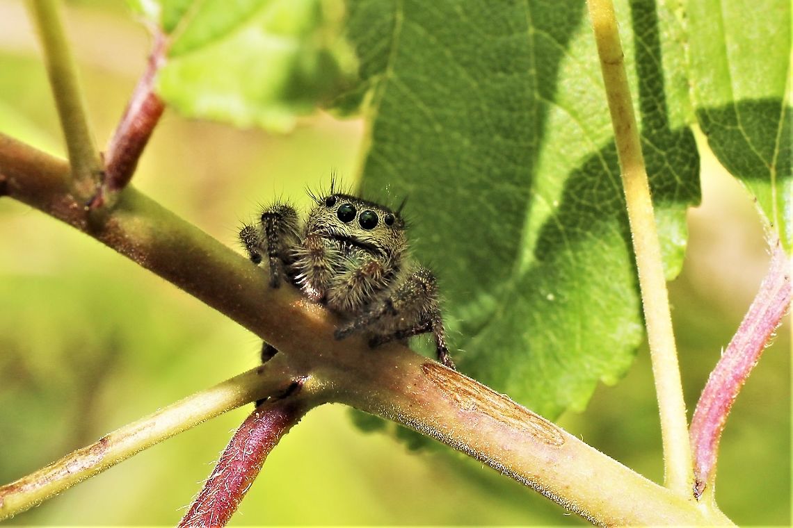 Jumping spider A rather large gal. I'm not a spider person, so I don't know if she's identifiable without the abdomen in the photo. Geotagged,Summer,United States