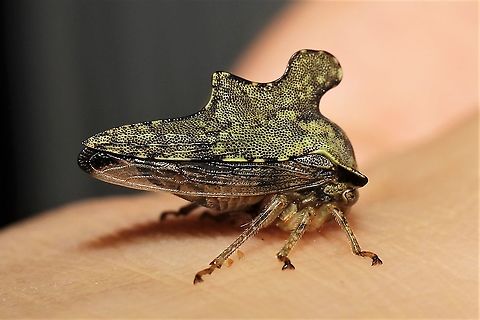 Heliria cristata The most elegant Membracid we've found in our yard so far. Geotagged,Heliria cristata,Summer,United States