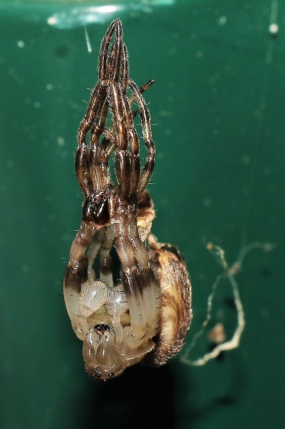 Larinoides sp. undergoing ecdysis This guy hangs out at our moth sheet and eats the leftovers. Geotagged,Larinioides cornutus,Summer,United States,larinoides