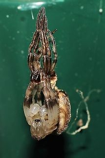 Larinoides sp. undergoing ecdysis This guy hangs out at our moth sheet and eats the leftovers. Geotagged,Larinioides cornutus,Summer,United States,larinoides