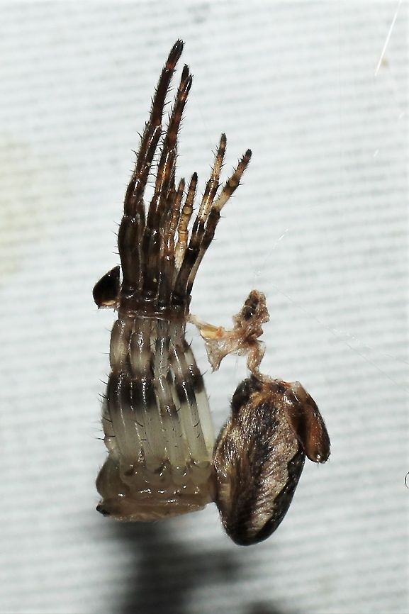 Larinoides sp. undergoing ecdysis, side view  Geotagged,Larinioides cornutus,Summer,United States,larinoides