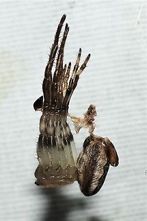 Larinoides sp. undergoing ecdysis, side view  Geotagged,Larinioides cornutus,Summer,United States,larinoides