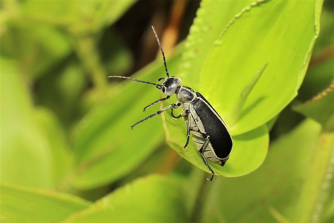 Epicauta sp. I&#039;m not certain of the species ID. Epicauta funebris,Geotagged,Margined Blister Beetle,Summer,United States