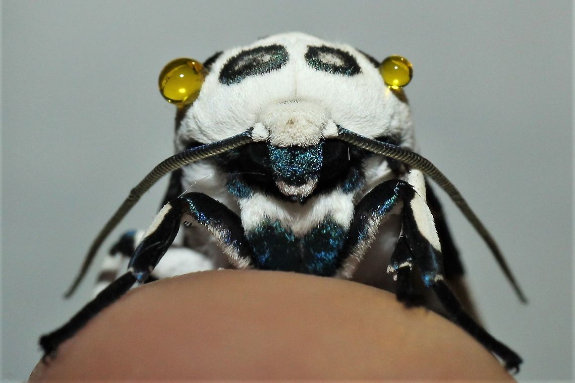 Giant Leopard Moth He exuded some of his distasteful droplets, in case I tried to eat him. Geotagged,Giant Leopard Moth,Hypercompe scribonia,Spring,United States