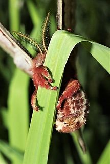 Promethea Moth underside  Callosamia promethea,Geotagged,Promethea silkmoth,Spring,United States