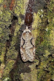 Semioscopis_merriccella  Geotagged,Semioscopis merriccella,United States,Winter