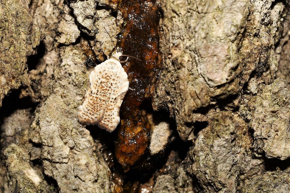 Acleris subnivana  Acleris subnivana,Geotagged,Spring,United States,acleris subnivana