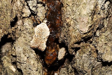 Acleris subnivana  Acleris subnivana,Geotagged,Spring,United States,acleris subnivana