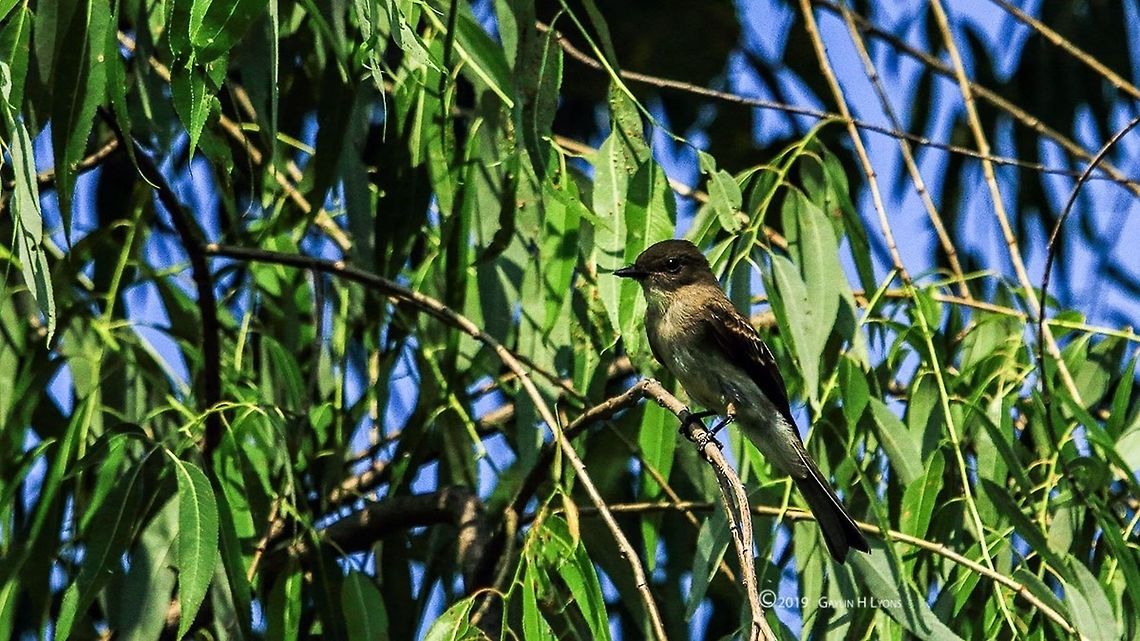 Bird On A Branch I took this photo at the Britannia Conservation Area in Ottawa, ON, Canada.<br />
I am not certain what type of bird it is and am researching. Birds