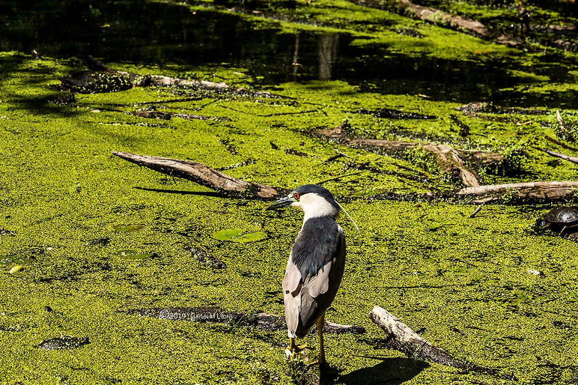 Black-Crowned Night Heron Photo taken at Mud Lake, Britannia Conservation Area, Ottawa, ON, Canada Birds,Black-crowned Night Heron,Black-crowned night heron,Nycticorax nycticorax