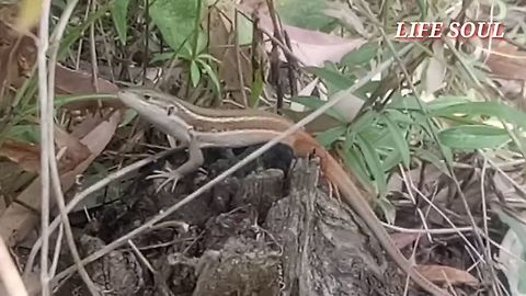 Rock lizard Lizard in the forest