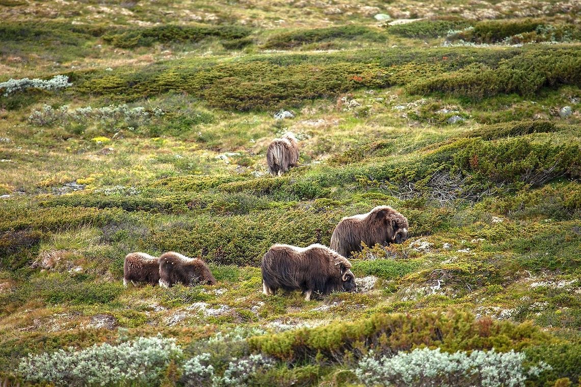 Moschus Ochsen musk ox (Ovibos moschatus) I met these cute fluffy guys on a musk ox Safari at Dovrefjell (NOR). Picture was taken with an 400mm-lens as you should keep a distance of at least 200m if you are not able to run faster than 60km/h. Geotagged,Muskox,Norway,Ovibos moschatus