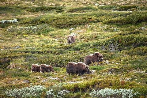 Moschus Ochsen musk ox (Ovibos moschatus) I met these cute fluffy guys on a musk ox Safari at Dovrefjell (NOR). Picture was taken with an 400mm-lens as you should keep a distance of at least 200m if you are not able to run faster than 60km/h. Geotagged,Muskox,Norway,Ovibos moschatus