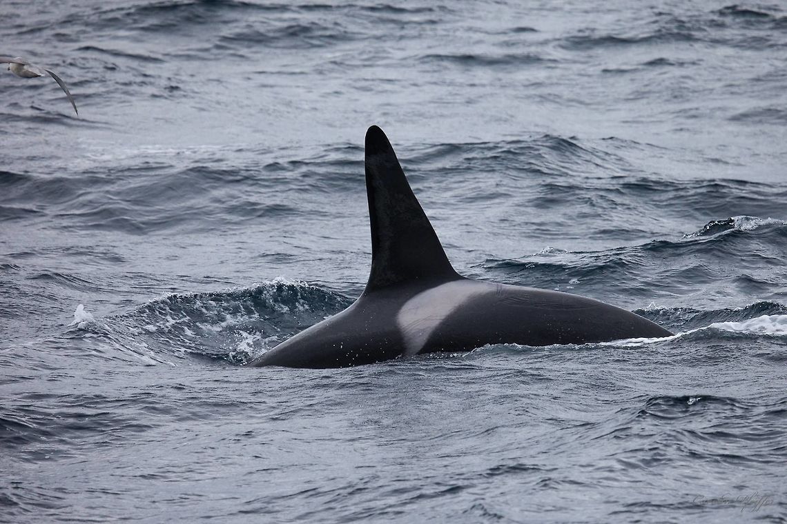 Killer whale Schwertwal (Orcinus orca) Andenes (NOR) Picture was taken in August 2018 at Andenes Norway Killer whale,Orcinus orca