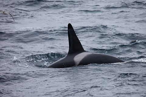 Killer whale Schwertwal (Orcinus orca) Andenes (NOR) Picture was taken in August 2018 at Andenes Norway Killer whale,Orcinus orca