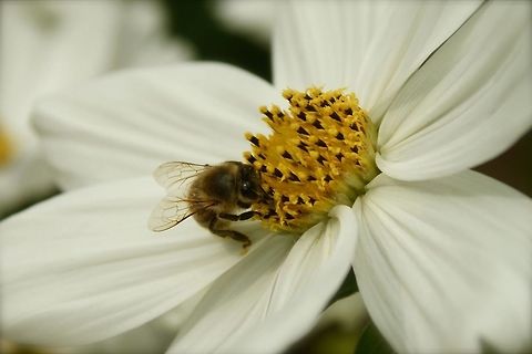 honey bee Honigbiene (Apis mellifera)  Apis mellifera,Western honey bee