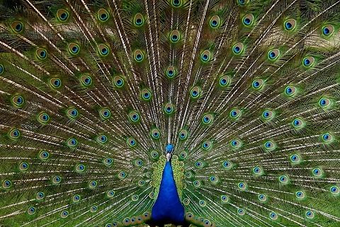 Indian pea fowl Blauer Pfau ((Pavo cristatus) male  Indian peafowl,Pavo cristatus