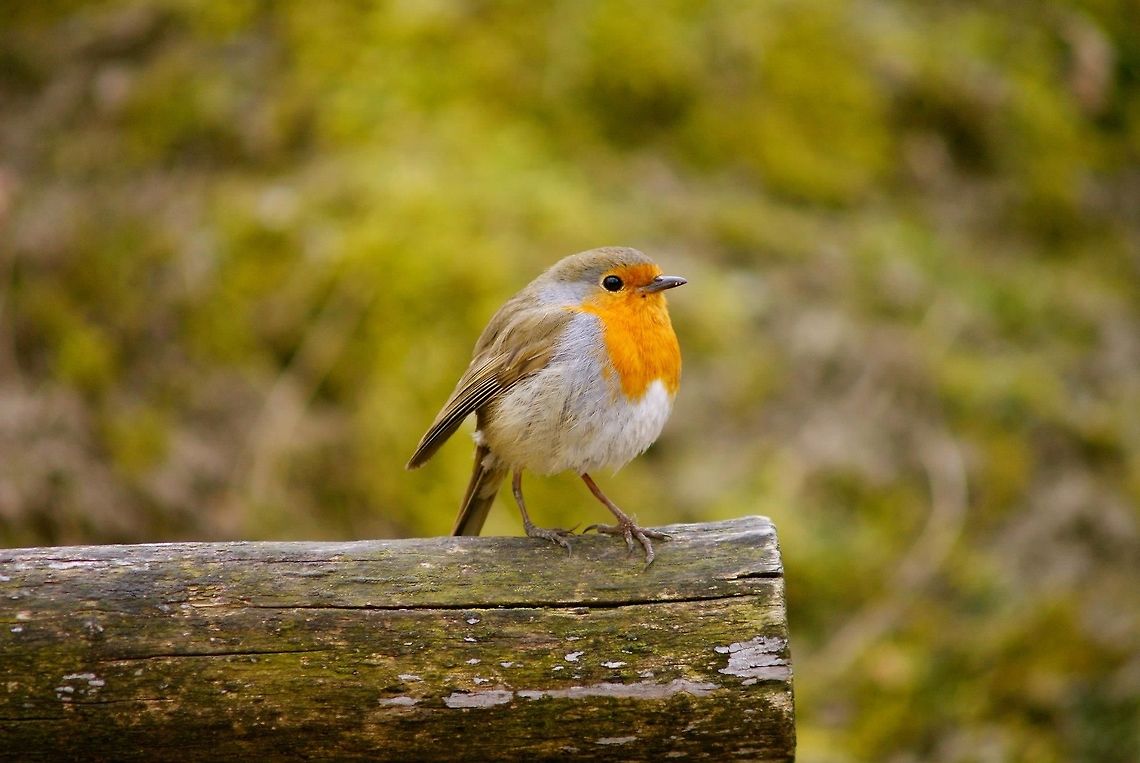Rotkehlchen  Erithacus rubecula,European Robin