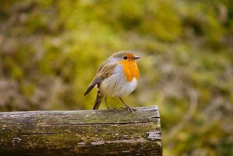 Rotkehlchen  Erithacus rubecula,European Robin