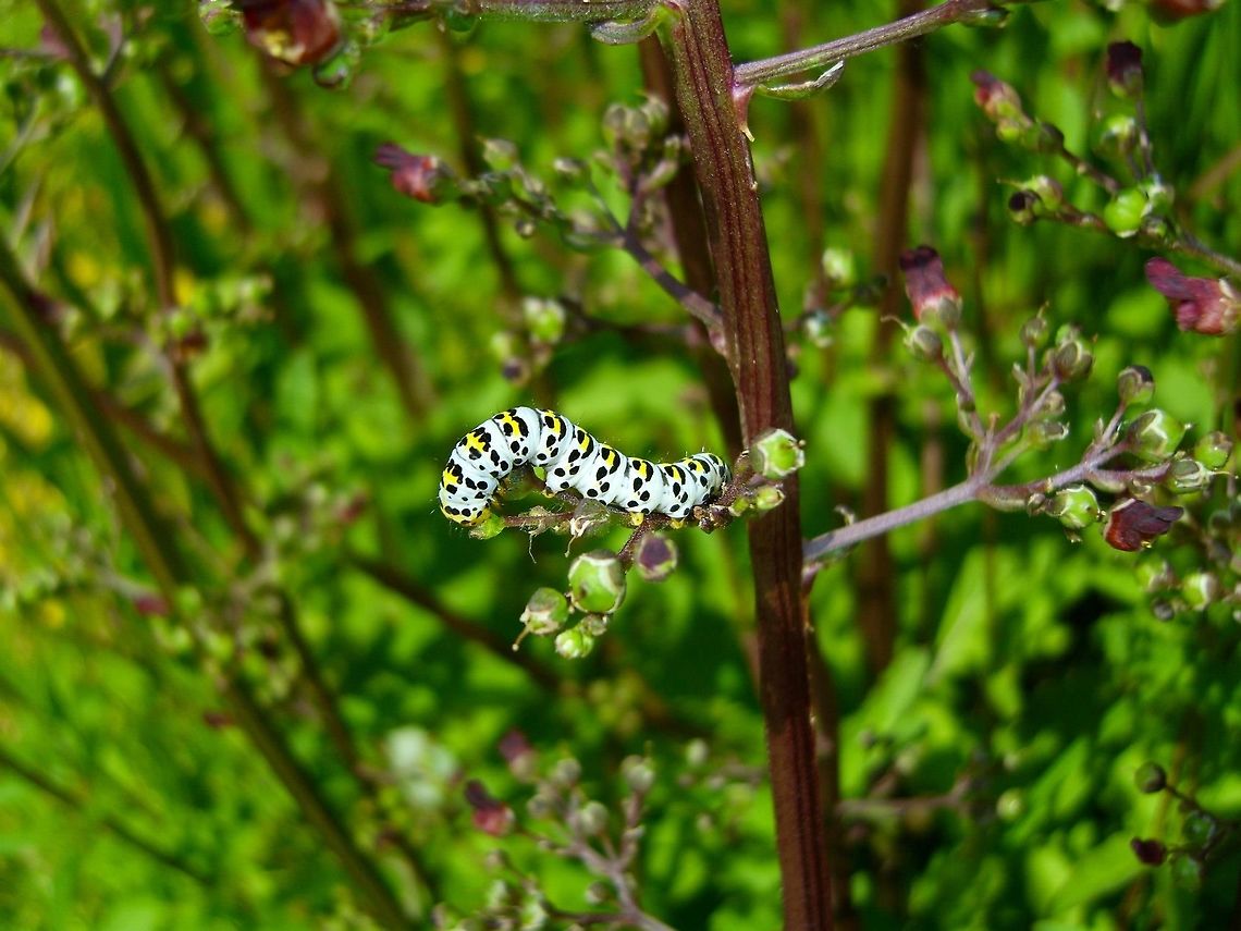 Cucullia scrophulariae Braunwurzmönch (Shargacucullia scrophulariae)  Cucullia scrophulariae,Shargacucullia scrophulariae