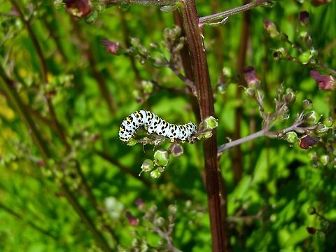 Cucullia scrophulariae Braunwurzmönch (Shargacucullia scrophulariae)  Cucullia scrophulariae,Shargacucullia scrophulariae