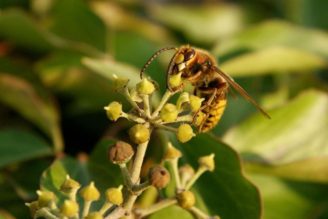 European Hornet Hornisse (Vespa cabro) worker  European Hornet,Vespa crabro