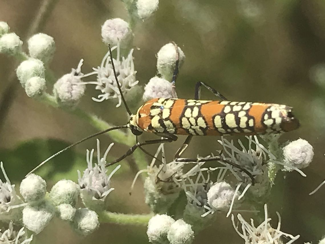 Atteva aurea Saw on walk at break West Central Georgia Ailanthus webworm,Atteva aurea