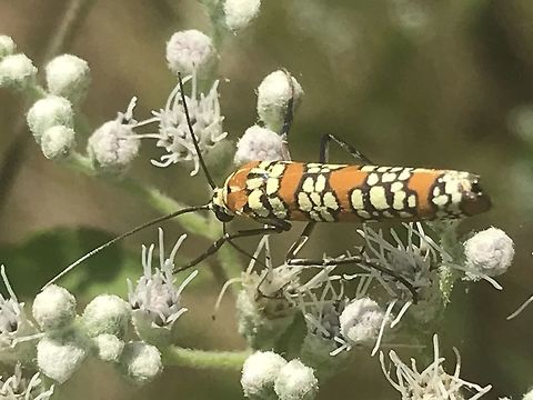 Atteva aurea Saw on walk at break West Central Georgia Ailanthus webworm,Atteva aurea