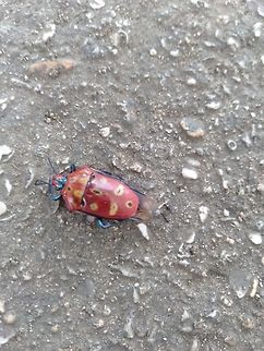 Cantao ocellatus, Philippines  Cantao ocellatus,Geotagged,Philippines,Summer