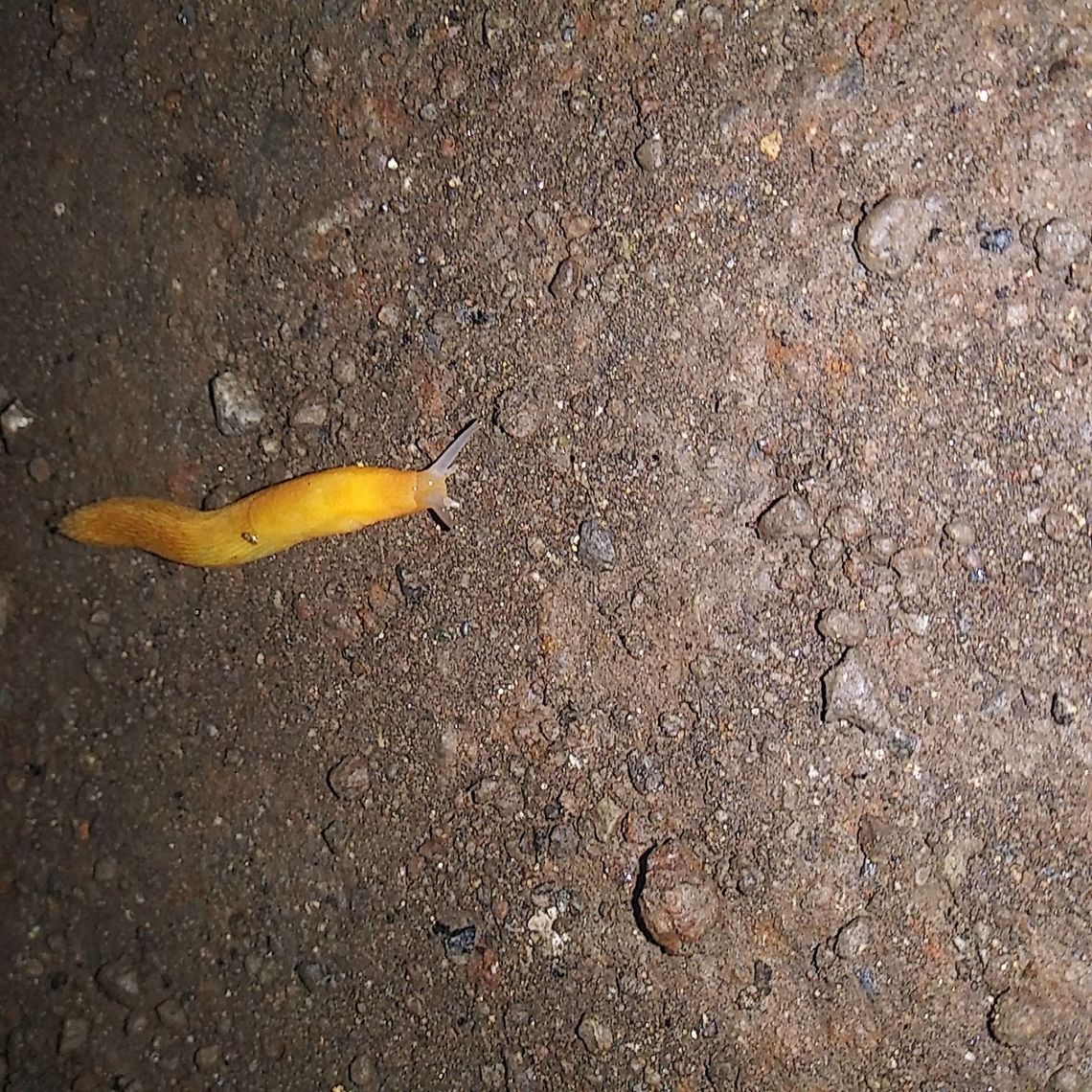 What is ir? Is this a Drusky Arion Slug? <br />
I live in Pennsylvania and have never seen this type of &quot;worm&quot; ever. Is it native to this area? Arion fuscus,Dusky Arion,Geotagged,Summer,United States