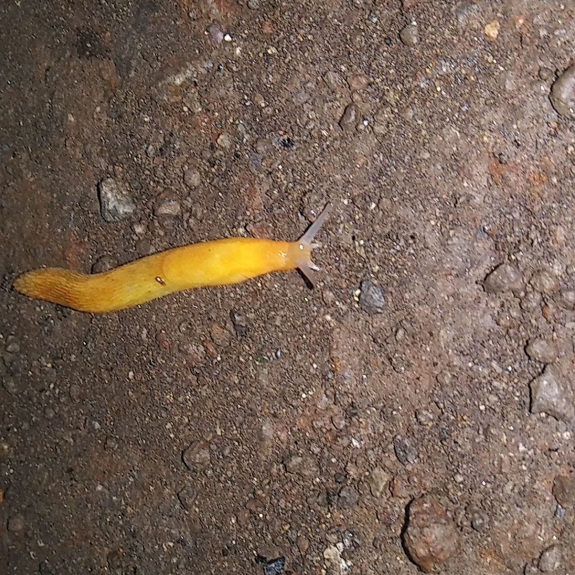 Dusky Arion, PA, United States  Arion fuscus,Dusky Arion,Geotagged,Summer,United States