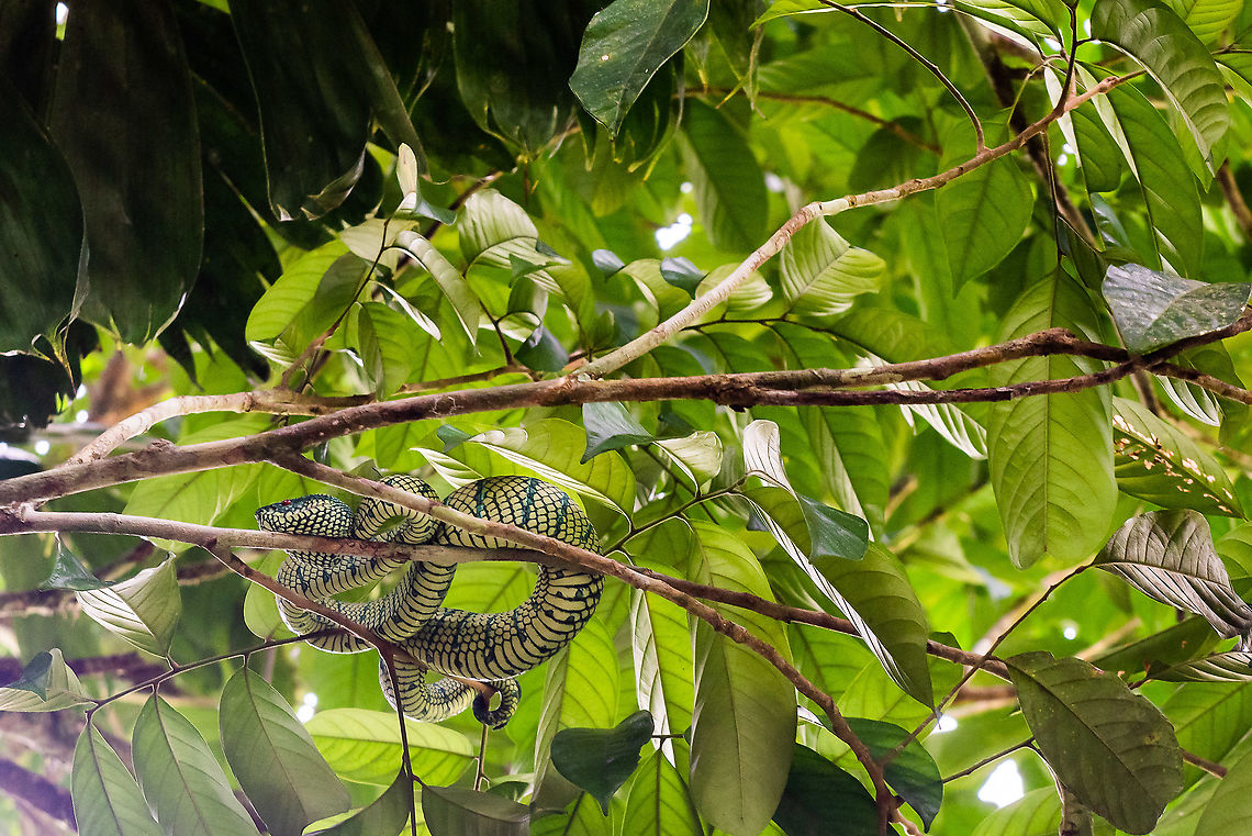Borneo green viper snake Picture take in Danum Valley Lahad Datu, Sabah Bornean Keeled Pit Viper,Geotagged,Malaysia,Summer,Tropidolaemus subannulatus