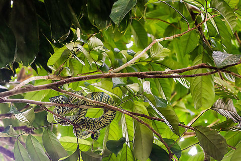 Borneo green viper snake Picture take in Danum Valley Lahad Datu, Sabah Bornean Keeled Pit Viper,Geotagged,Malaysia,Summer,Tropidolaemus subannulatus
