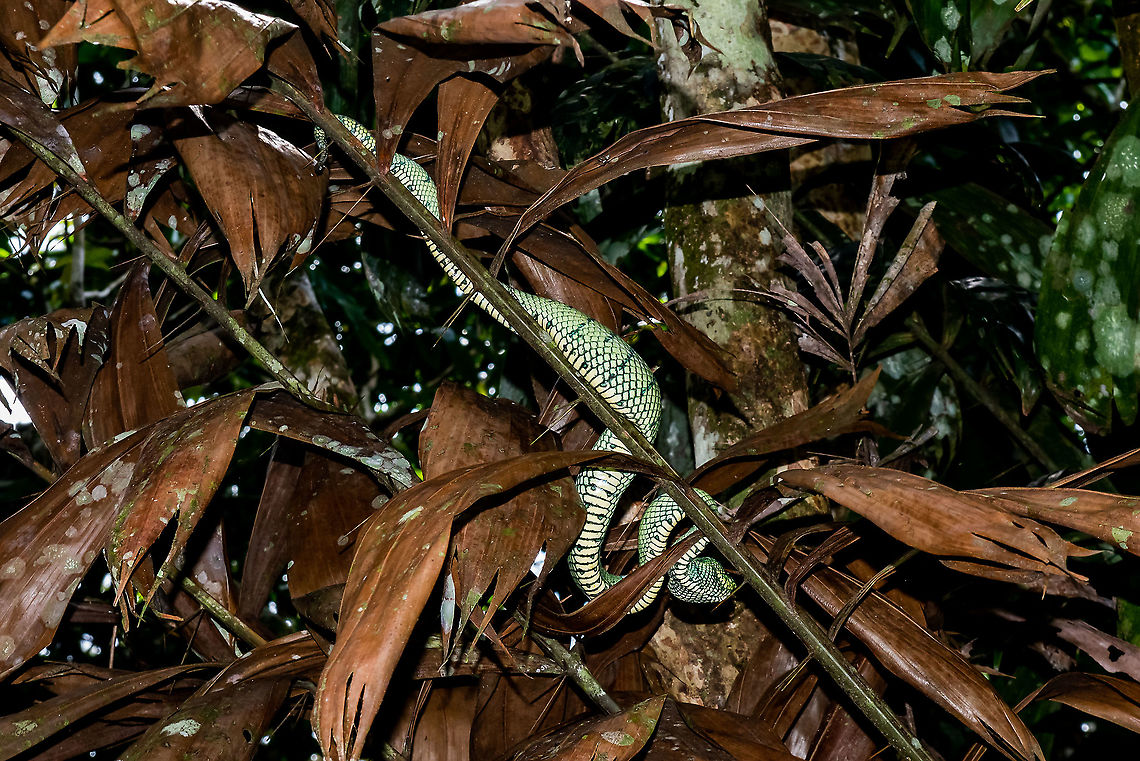 Borneo green viper snake  Bornean Keeled Pit Viper,Geotagged,Malaysia,Summer,Tropidolaemus subannulatus