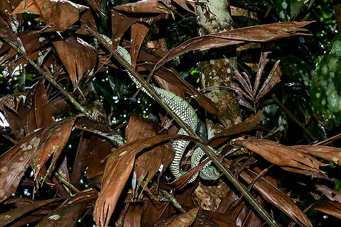 Borneo green viper snake  Bornean Keeled Pit Viper,Geotagged,Malaysia,Summer,Tropidolaemus subannulatus