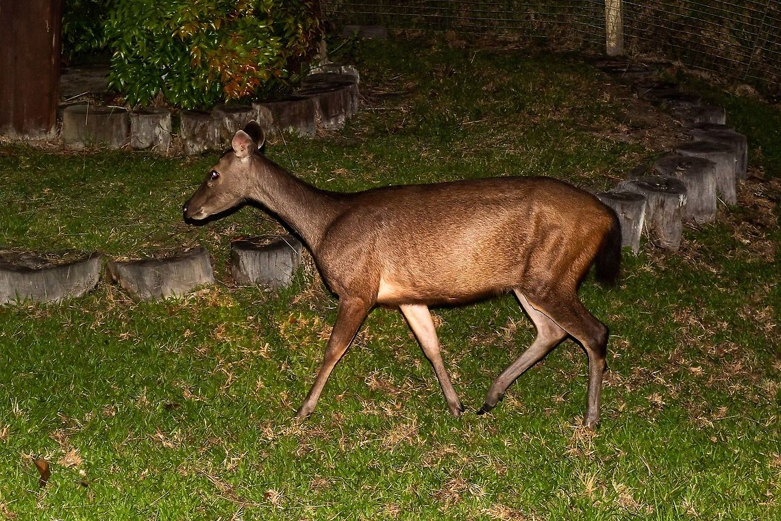 Sambar deer  Geotagged,Malaysia,Rusa unicolor,Sambar,Summer