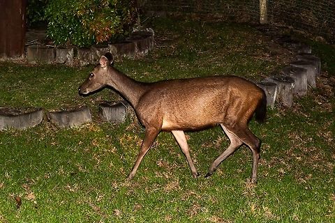 Sambar deer  Geotagged,Malaysia,Rusa unicolor,Sambar,Summer