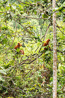 Maroon langurs (Red leaf monkeys) in Danum Valley  Geotagged,Malaysia,Maroon leaf monkey,Presbytis rubicunda,Summer