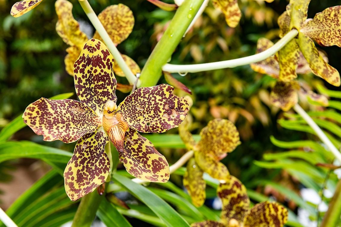 Ground orchid - Grammatophyllum speciosum  Geotagged,Grammatophyllum speciosum,Grammatophyllum speciosum:,Malaysia,Summer