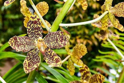 Ground orchid - Grammatophyllum speciosum  Geotagged,Grammatophyllum speciosum,Grammatophyllum speciosum:,Malaysia,Summer