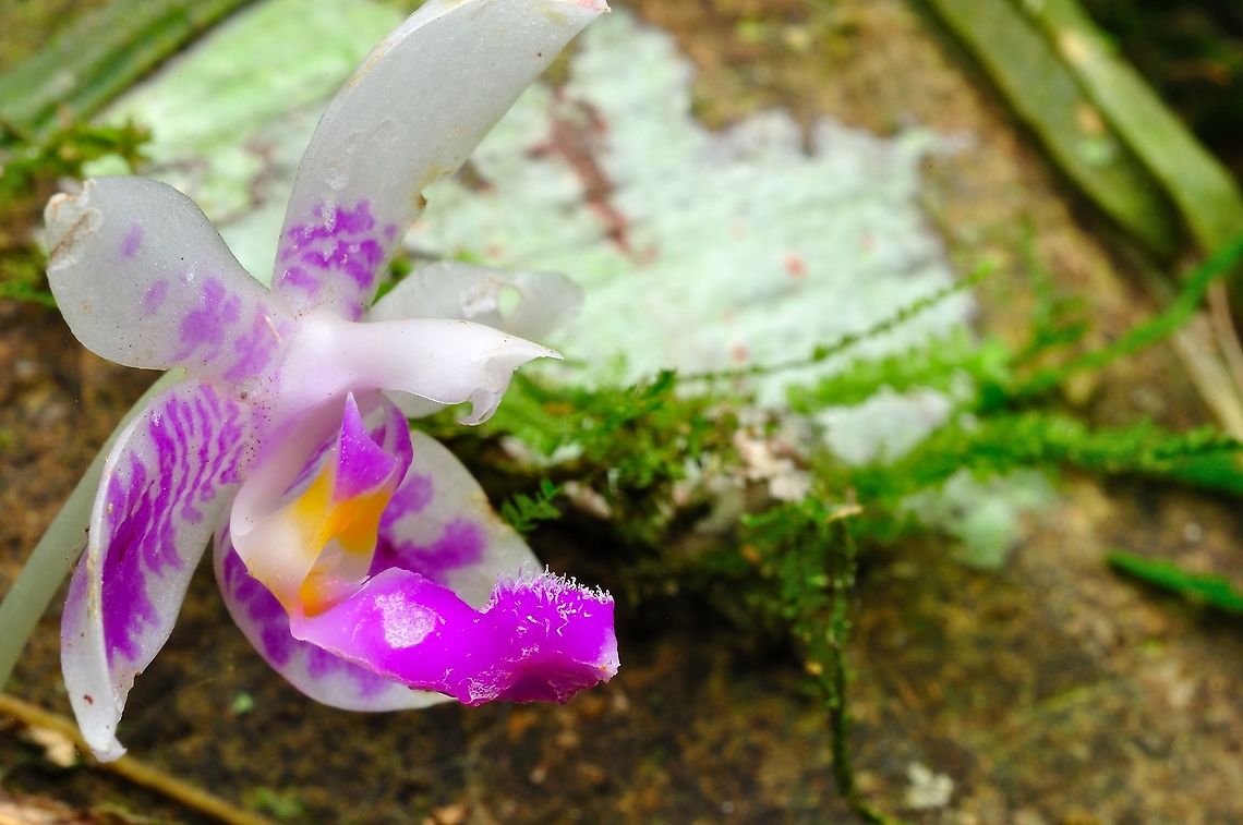 Phalaenopsis modesta  Geotagged,Malaysia,Phalaenopsis lueddemanniana,Phalaenopsis modesta,Phalaenopsis violacea,Spring