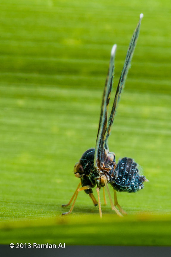 Derbid planthopper  Geotagged,Malaysia,Winter