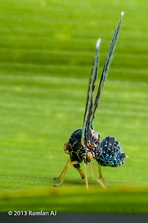 Derbid planthopper  Geotagged,Malaysia,Winter