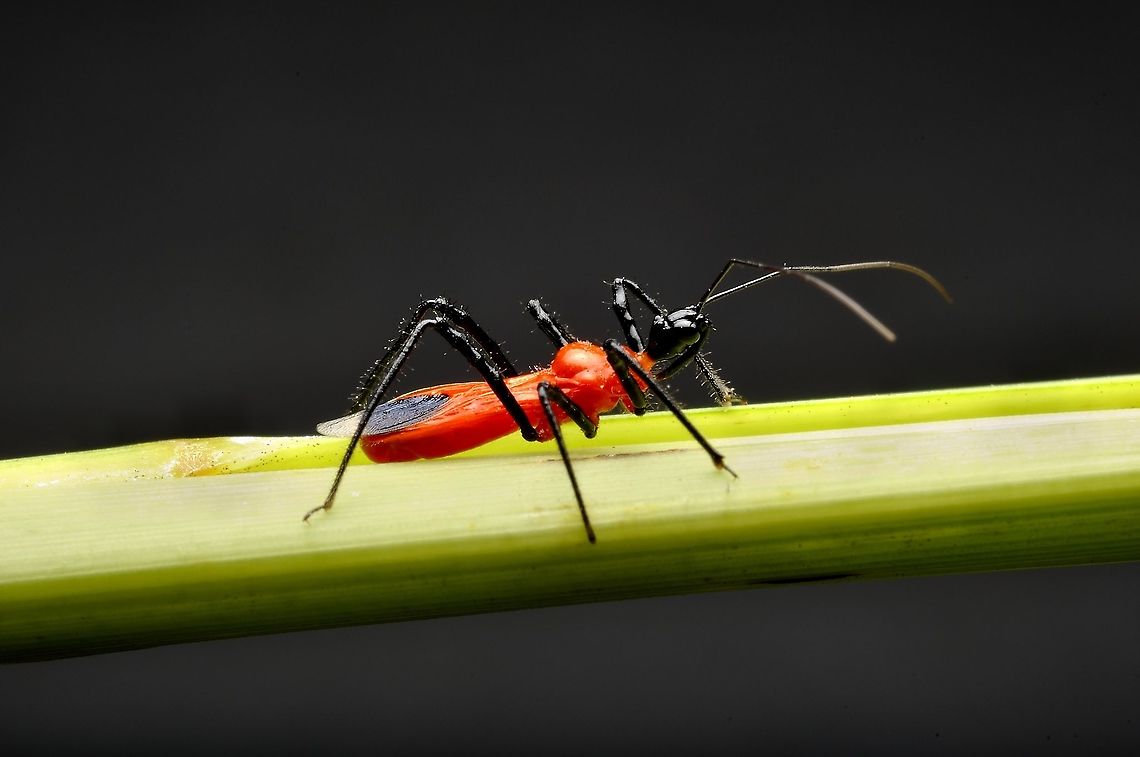 Red Bugs - Vesbius purpureus  Geotagged,Malaysia,Vesbius purpureus,Winter